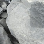 Fossile d’ammonite