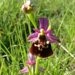 ophrys bourdon