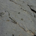 Fossiles au désert de Platé (Fiz)