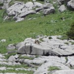 combat de marmottes